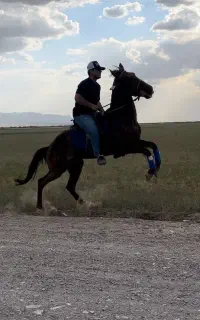 اسب
