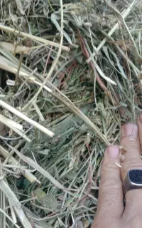 گیاه پرس