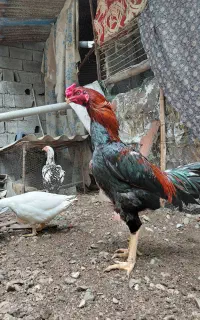 تخم لاری اصیل۱۳عدد