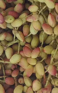 پسته کالک شمارا خریداریم   به بالاترین قیمت