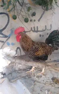 خروس