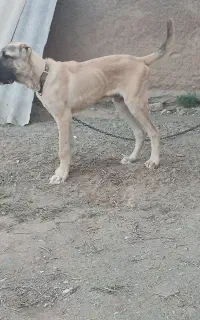 توله خراسانی
