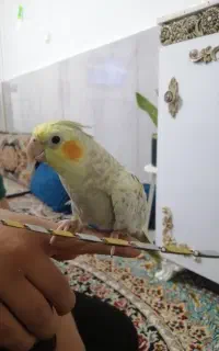 گمشده