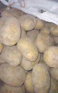 سیب زمینی بذری
