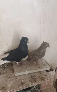 کفتر