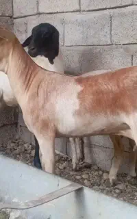 فروش بز داشتی ذات سه قلوو