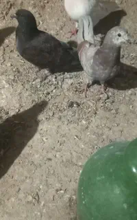 جوجه‌ک