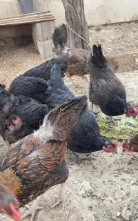 مرغ تخم گذار گله ی مادر