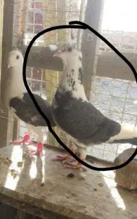 کفتر یا کبوتر باختی
