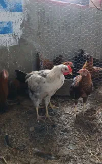 خروس ۵ ماهه پرورش خانگی