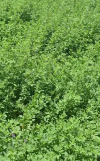 یونجه درجه یک چین دوم