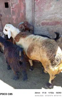 بره