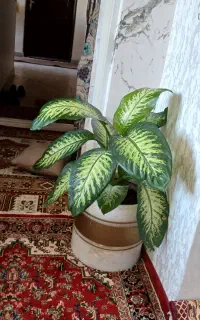 یه گل تازه وسرزنده بخاطر کمبود جا میفروشم