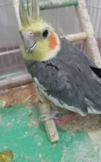 عروس هلندی