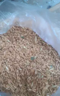 گندم گونه ای کیلوئی ۴۷ هزار تومان