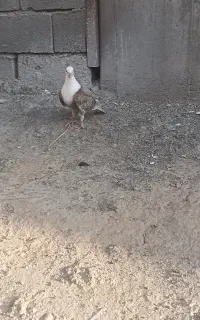 مجسمه کبوتر جوانه دانه ۳۰۰