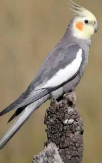عروس هلندی