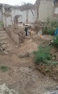 سگ نگهبانی وشکاری