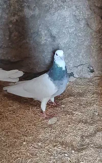 معاوضه با مرغ