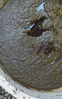 سبزیجات سرخ شده