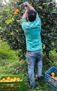 کارگر برای باغ