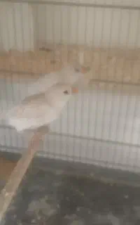 فنچ الماسی