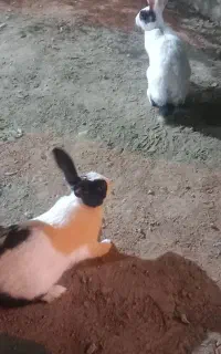 یک جفت خرگوش نر و ماده