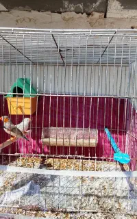 فنج نرو ماده