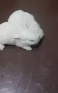 خرگوش زال