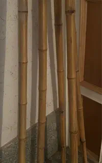 چوب بامبو