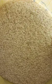 برنج چمپا زیر قیمت