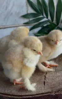 برهما ۱ روزه