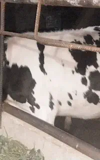 گوساله