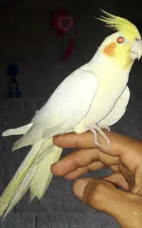 عروس ماده