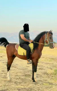 اسب نریان دره شوری