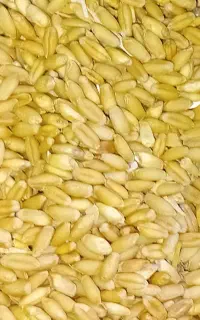 گندم رقم باران