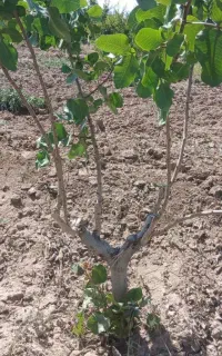 پیوند درخت پسته ومیوه