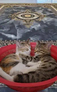 دو تا بچه گربه شیطون و دوست داشتنی