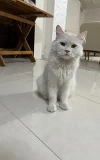 گربه