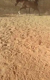 اسب کری نریون کرد