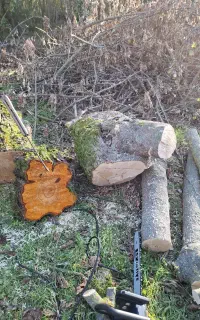 قطع انواع درختان در باغ وباغچه
