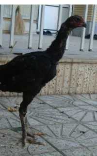 جوجه لاری