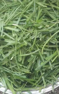 سبزی خوردن بسته بندی