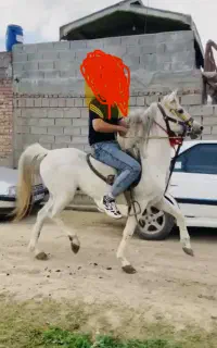 اسب اصیل کورد نریان