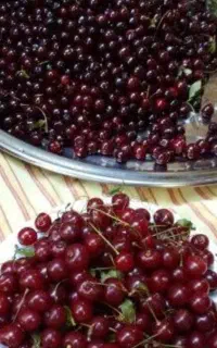 البالو محلی