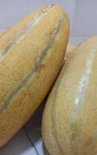 خربزه مشهد کیلوی ۲۹ تومان
