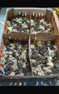 جوجه بلدرچین یک روزه تخم نطفه دار بلدرچین ماده