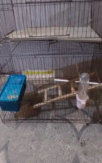 قفس پرنده