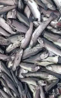 ماهی تحویل درب منزل