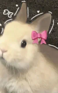 خرگوش  ماده